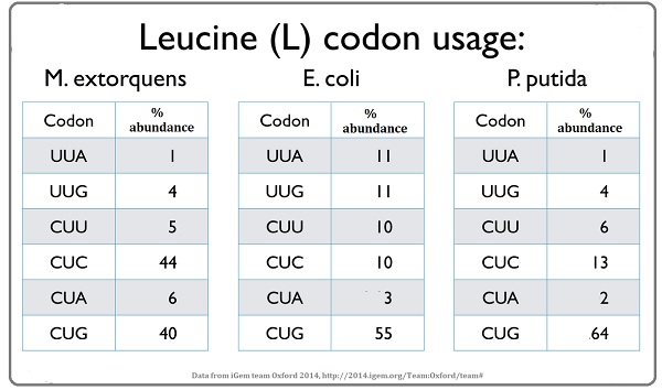 leucine codon table